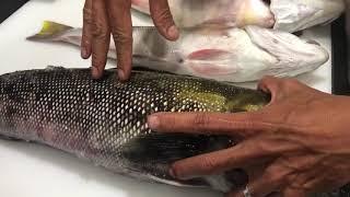 Como Identificar Peixe Fresco?