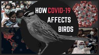 How COVID-19 Affects Wild Birds | White-Crowned Sparrow's Song/Call Changed Because of Lockdown