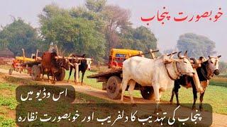 Unseen village life in punjab | Bull powered plough and wheat sowing with bull | Traditional and old