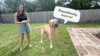 New Dog Friendly Landscaping