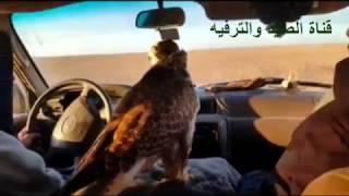 الصيد بالصقور/ صيد الأرانب بالصقر روعهhd/Rabbit hunting