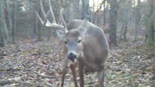 Trail cam big buck shed