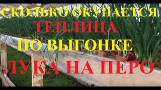 Сколько окупается теплица по выгонке лука на перо!?? Полный расчет окупаемости!!!