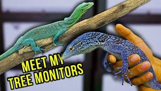 Meet My New Tree Monitors!