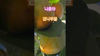 #나훈아 #감나무골