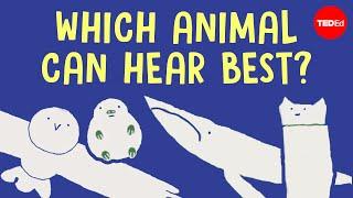 These animals can hear everything - Jakob Christensen-Dalsgaard