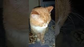 вася#рыжий лодырь
