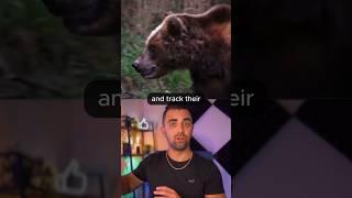 This AI Stops Bear Attacks!  #ai #aitool #aitools