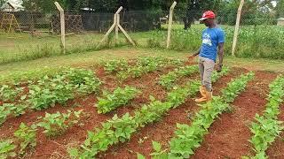 Farming God's Way Vs Conventional Farming at Amazima Farm