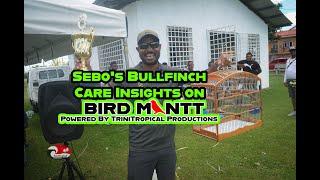 "BirdmanTT &  Sebo Reveal Trinidad Bullfinch Care Essentials Bullfinch,Curio of Brazil and Towa Towa