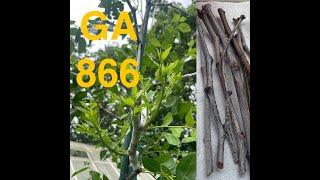 GA 866 Jujube Grafting