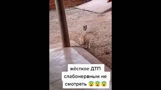 Ужасное ДТП, слабонервных просьба отойти от экрана!!!