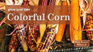 Sow Right Seeds |  Rare Heirloom Corn Seed Collection