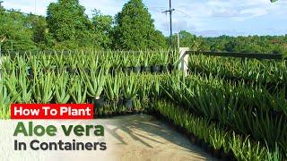 How To Plant Aloe vera in Containers