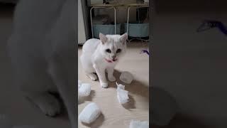 굶지 않았지만 항상 배고픈 고양이  A cat that didn't starve but was always hungry 雖然不餓 但總是餓貓咪 いつも腹ぺこ猫 #kucing