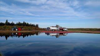 Copper River Cranberry Harvest 2021