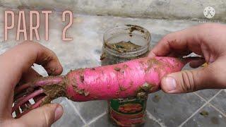 Our Radish is Grown Completly experiment part 2 #amitnxg