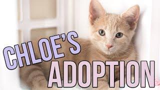 Chloe's California Adoption Adventure