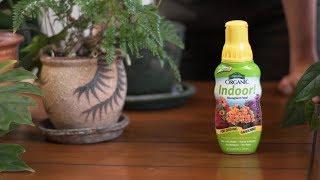 How to Fertilize Houseplants with Homestead Brooklyn