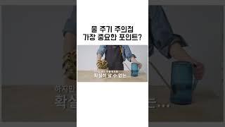 일주일에 한번? 물은 언제 줘요?