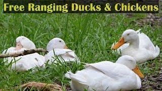 Let's Talk Free Ranging Ducks & Chickens