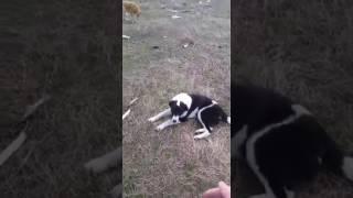 Vergessene Tierseelen e.V. - Stainy zur Adoption