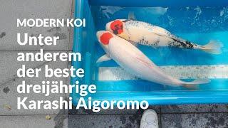 Marcs neue Koi | Modern Koi Blog #6901