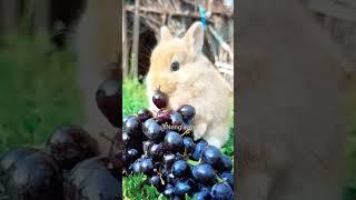 Rabbit eating fruits  #cute #shorts #Nengleatv  ️