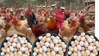 chicken farm - how to raise chickens for meat and eggs for beginners - chickens - chicken farming