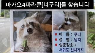 마카오 4짜 너구리 사기 피해 당사자 녹취파일