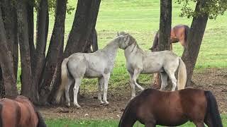 Judy Welden White Lightning (The Last Race)