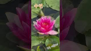 수련