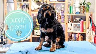 Puppy Meets Groomer | 4 month old Cocker Spaniel Puppy gets her first groom with NCMG