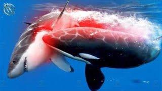 ORCA ─ Superpredator Whale and Shark Killer