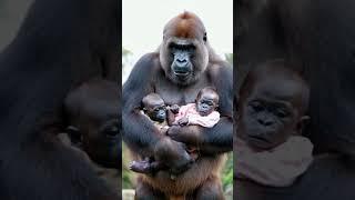 Gorilla holding baby.#gorilla #baby#shorts#cute#funny#love#animals