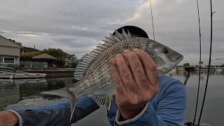 Testing out the latest and Greatest Prawn Lures for Bream!