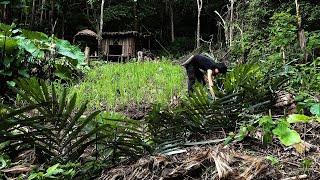 Survival skills | The First Year in The Jungle | From The Wild to The Most Livable Place