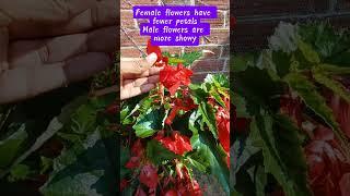 Try this for bigger begonia flowers #garden #gardening #begonia