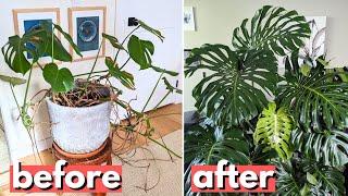 This is a better way to propagate your Monstera