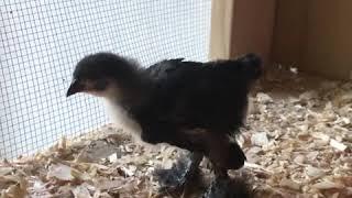 Cochin Chick