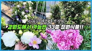 강원도 혹한의 겨울을 견디는 아름다운 정원식물 33종!! 5월말이 가장 예쁜 홍천정원!!