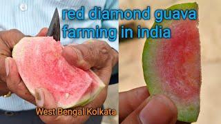 red diamond guava plant// Japanese red Diamond Guava farming// Full information contact-7029279400