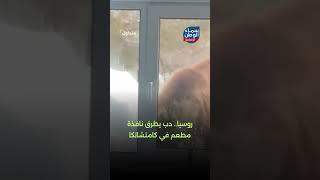 روسيا   دب يطرق نافذة مطعم في كامتشاتكا | #متداول