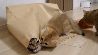 Kittens will quickly try to trap other cats in a paper bag!