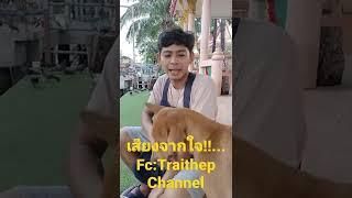 เสียงสะท้อนจากใจ!!...Fc:Traithep Channel กำลังใจอันยิ่งใหญ่และใหญ่ยิ่งทุ่มทำงานเพื่อ Fc