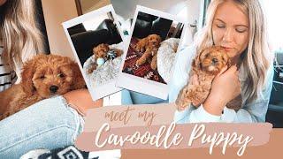 Getting a Cavoodle Puppy! | Meet Isla the Toy Cavoodle