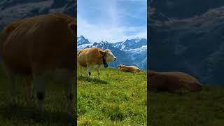 Switzerland Travel Video #shorts #youtubeshorts