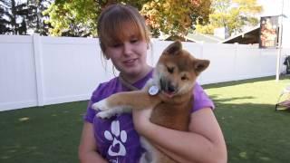 Daycare at Union Lake Pet Services