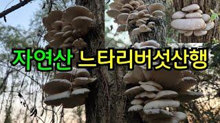 #느타리버섯산행#느타리#느타리버섯 24년10월24일 자연산 느타리버섯 산행 ~    