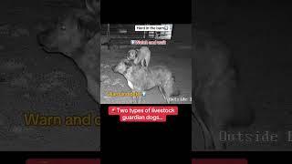 Two types of livestock guardian dogs…